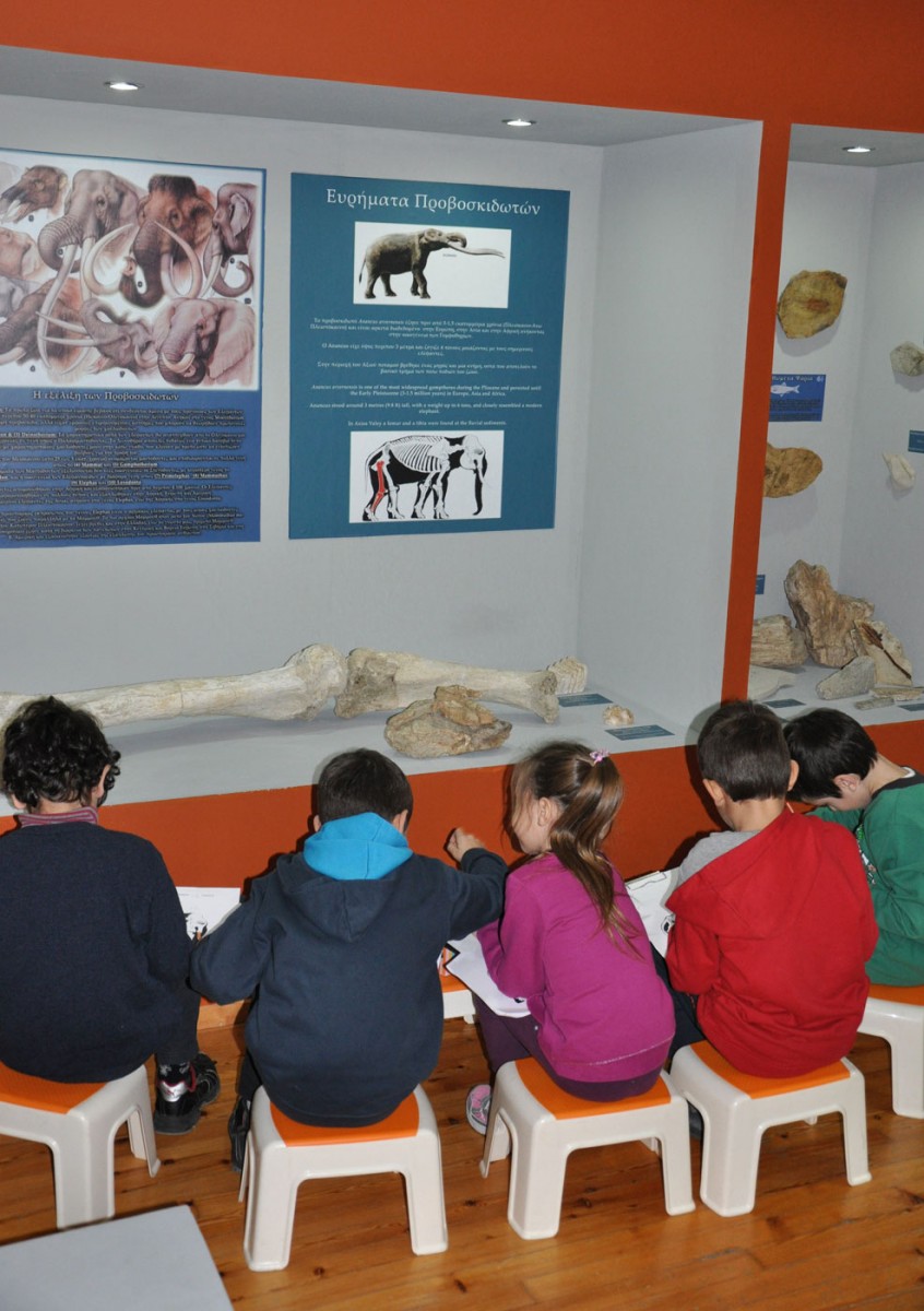 Απολιθωμένα οστά ελεφάντων στο Μουσείο Φυσικής Ιστορίας Βόλου.