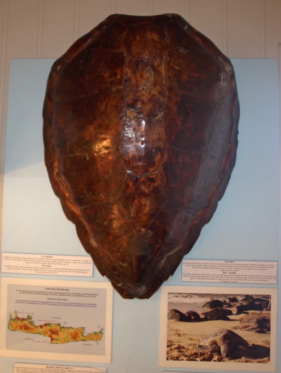 Θαλάσσια Χελώνα, Ναυτικό Μουσείο Κρήτης