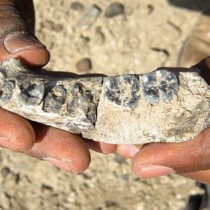 Βρέθηκε απολίθωμα κάτω γνάθου 2,8 εκατ. ετών στην Αιθιοπία