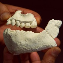 Ανακαλύφθηκε νέο είδος προγόνου του ανθρώπου