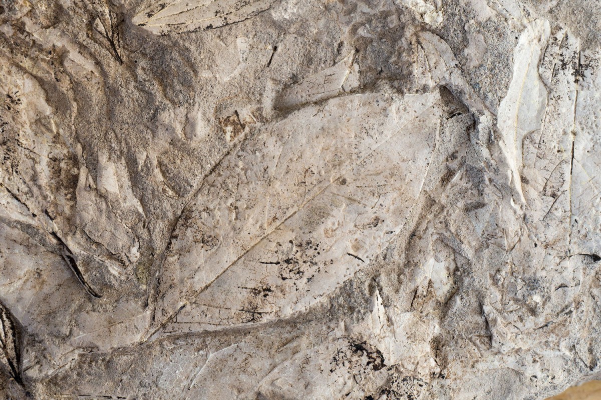 Αποτύπωμα απολιθωμένου φύλλου (φωτ. Μουσείο Φυσικής Ιστορίας Απολιθωμένου Δάσους Λέσβου).