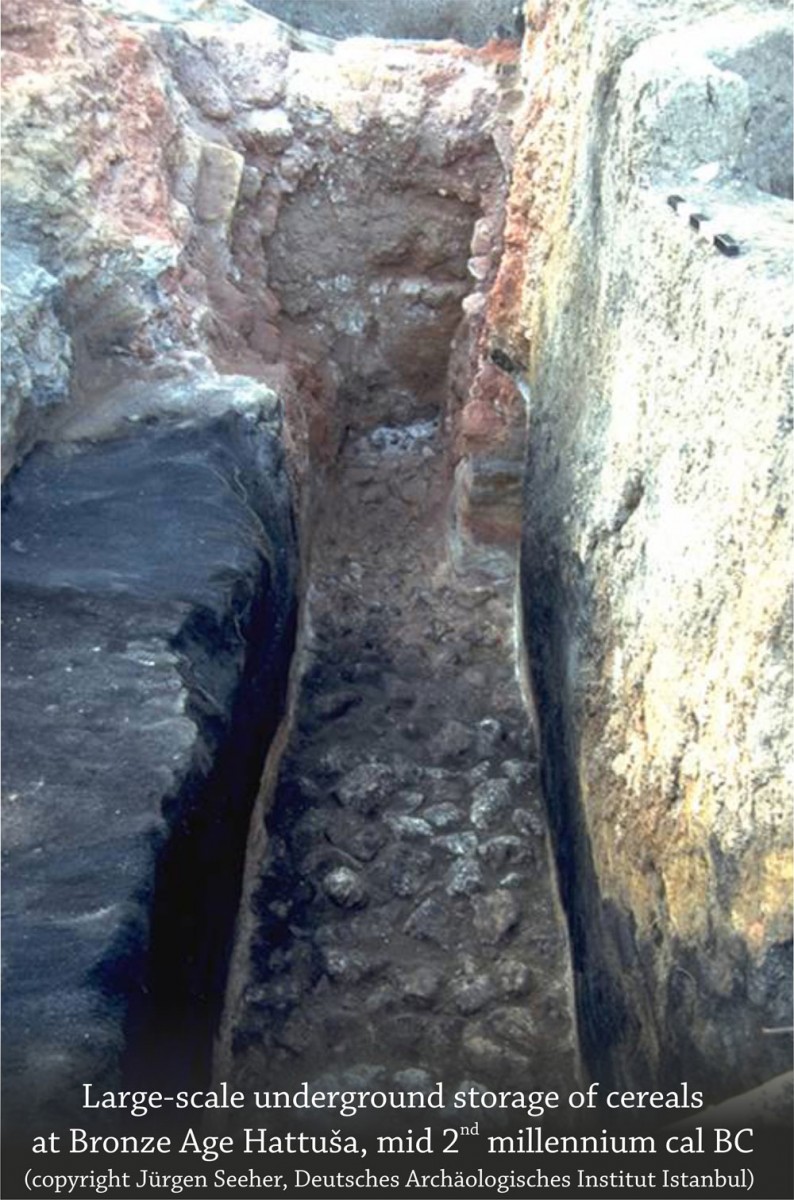Χαττούσα: η καταστροφή από φωτιά μιας υπόγειας αποθηκευτικής εγκατάστασης διατήρησε τόνους αποθηκευμένων δημητριακών μαζί με πολλούς σπόρους ζιζανίων (φωτ. Jürgen Seeher, Γερμανικό Αρχαιολογικό Ινστιτούτο Κωνσταντινούπολης).