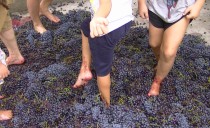 «Μεγάλες μέρες της Νεμέας»