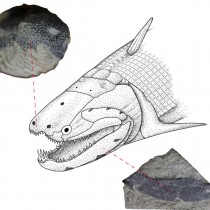 Το σμάλτο των ανθρώπινων δοντιών προέρχεται από λέπια πανάρχαιων ψαριών