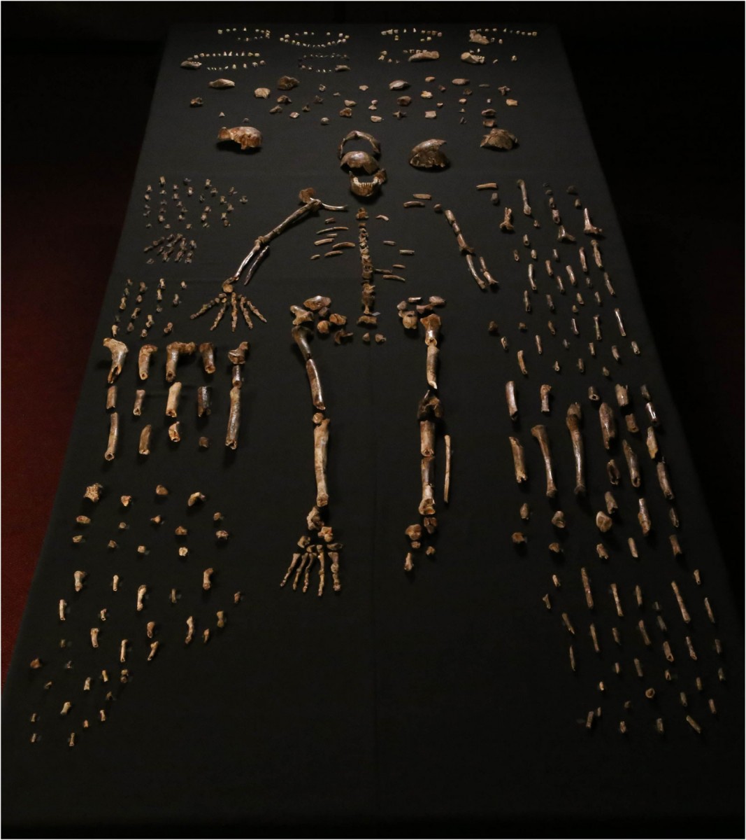 Απολιθωμένα οστά Homo naledi (φωτ. e-life) .