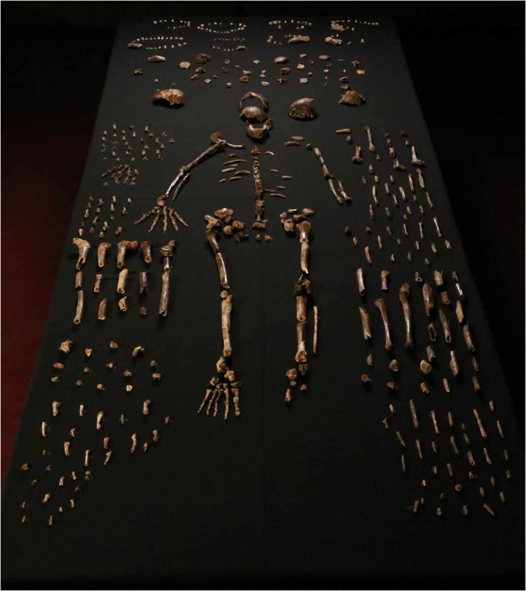 Homo naledi: ένα νέο είδος, συγγενικό του ανθρώπου
