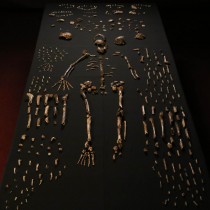 Homo naledi: ένα νέο είδος, συγγενικό του ανθρώπου