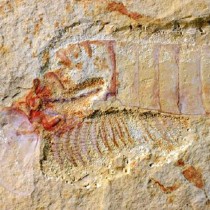 Το αρχαιότερο απολίθωμα κεντρικού νευρικού συστήματος