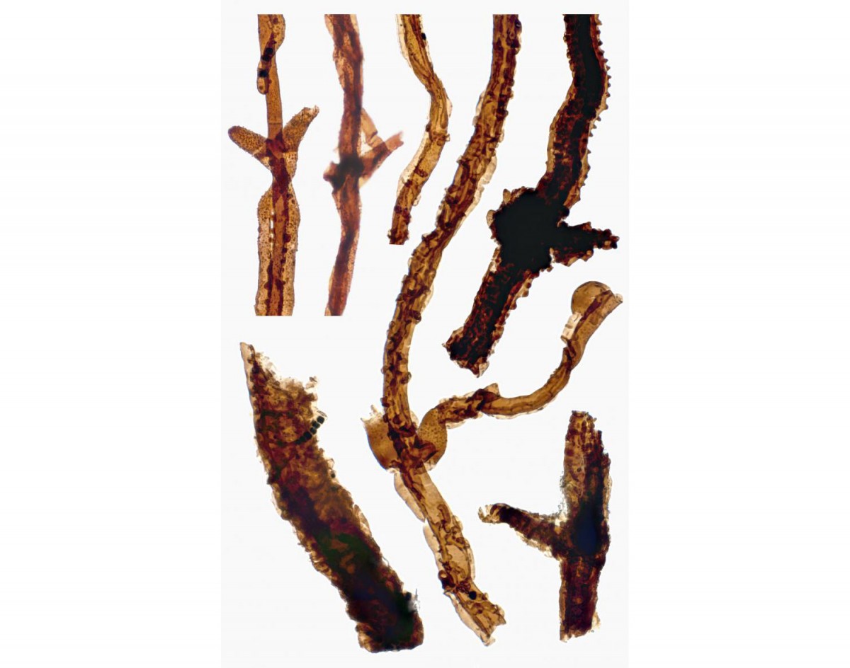 Ο απολιθωμένος μύκητας είναι από τους πρώτους που εγκαινίασαν τις ζωτικές για τη ζωή διαδικασίες αποσύνθεσης και σχηματισμού του χώματος.