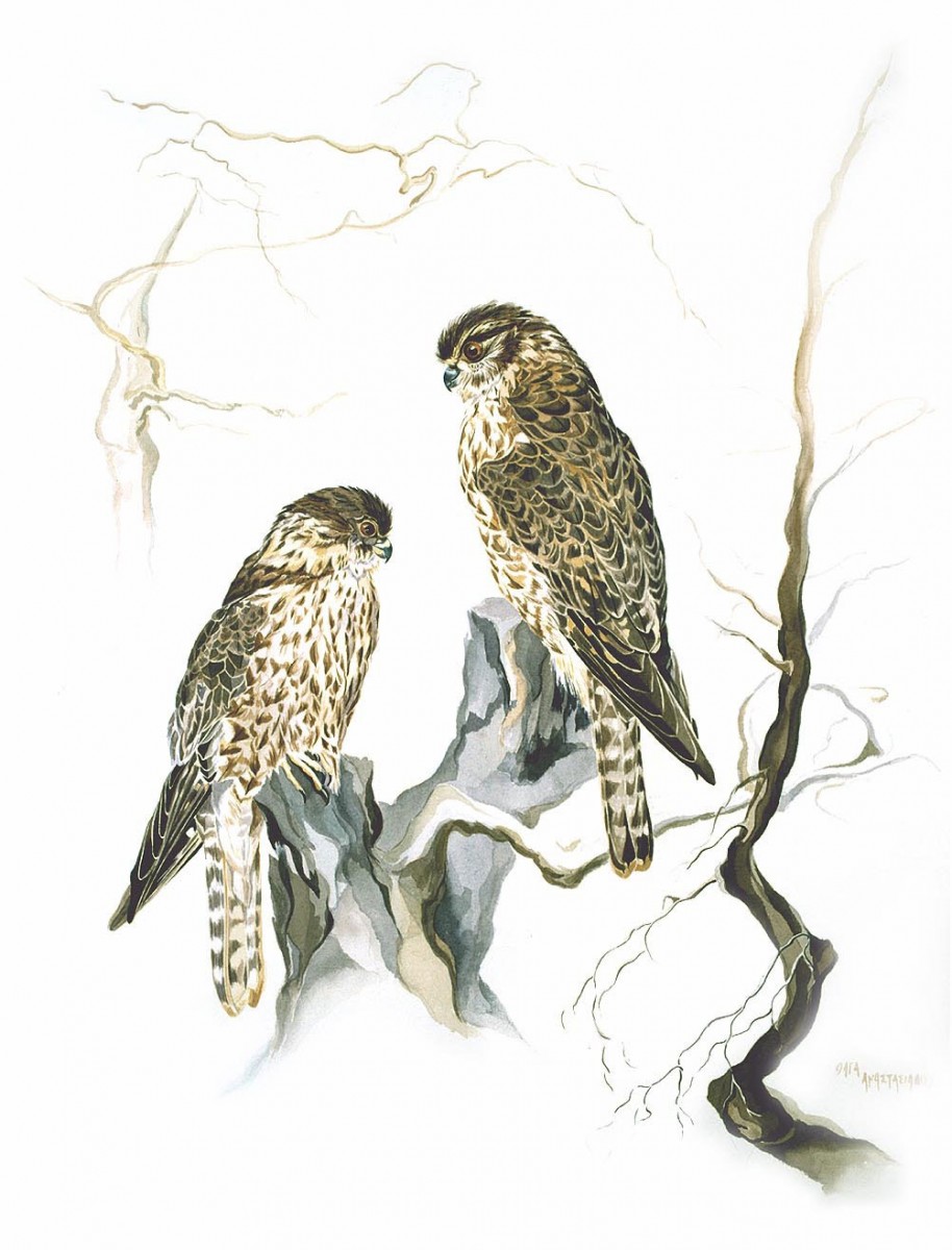 Πρόκειται για μια έκθεση στην οποία παρουσιάζονται έργα ποικίλης θεματολογίας, θέματα εμπνευσμένα από την αρχαία τέχνη και απεικονίσεις πτηνών.