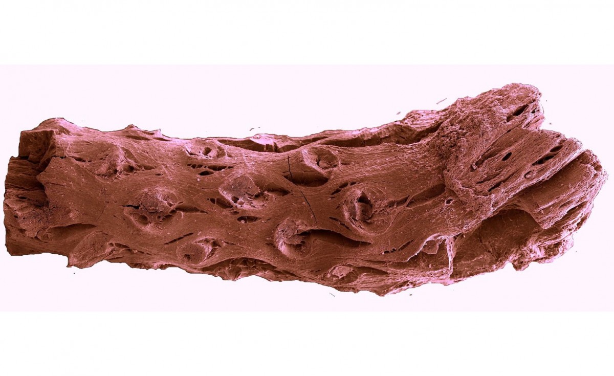 Το αρχαιότερο μέχρι σήμερα απολίθωμα πεύκου (φωτ.: Howard Falcon-Lang, Royal Holloway University of London).