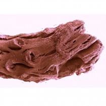 Το αρχαιότερο απολίθωμα πεύκου