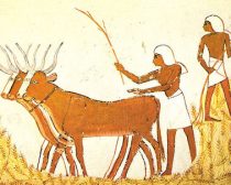 Η γεωργία «εφευρέθηκε» στη Μέση Ανατολή πάνω από μία φορά