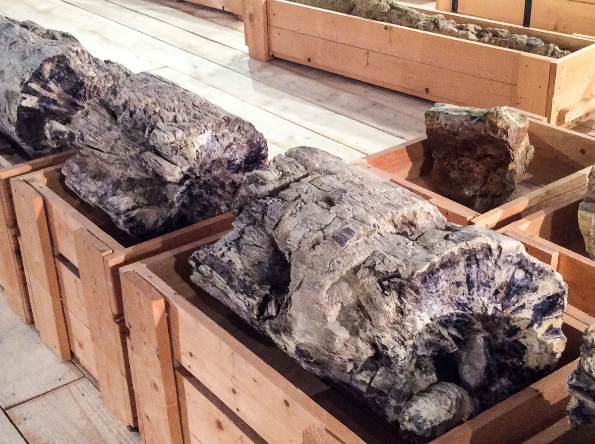 Δεκάδες μεγάλοι απολιθωμένοι κορμοί δένδρων, ιστάμενοι και κατακείμενοι, ριζικά συστήματα και κλαδιά δένδρων, φυλλοφόροι ορίζοντες με μεγάλη ποικιλία φύλλων μεταφέρουν ζωντανή την εικόνα του πεδίου ανασκαφής στην έκθεση.