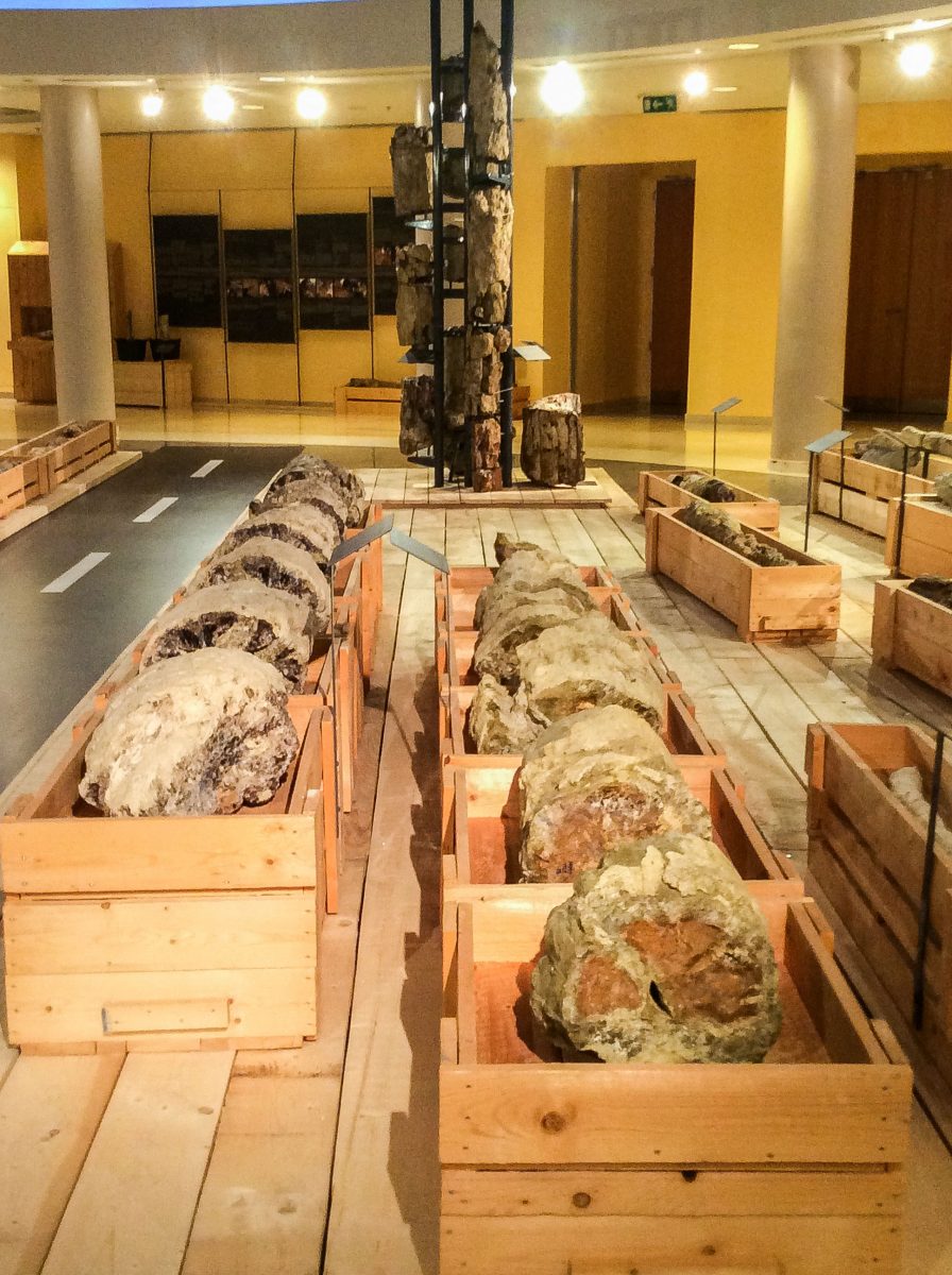 Μέσα από τις ενότητες της έκθεσης παρουσιάζονται μοναδικής επιστημονικής αξίας απολιθωμένα ευρήματα, πλούσιο φωτογραφικό υλικό όλων των φάσεων ανάδειξης και προστασίας των απολιθωμάτων.