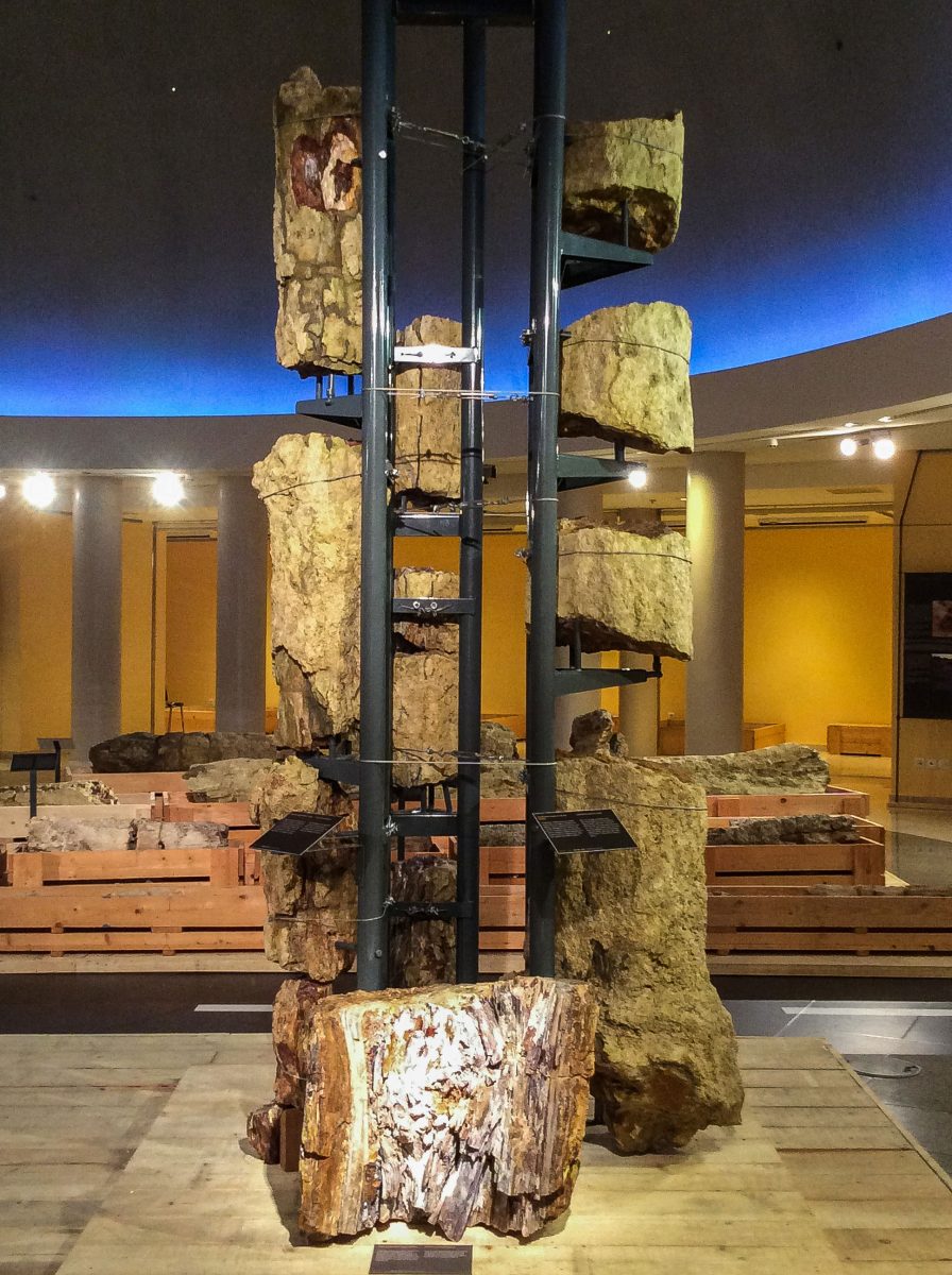 «Το δάσος κάτω από το δρόμο»