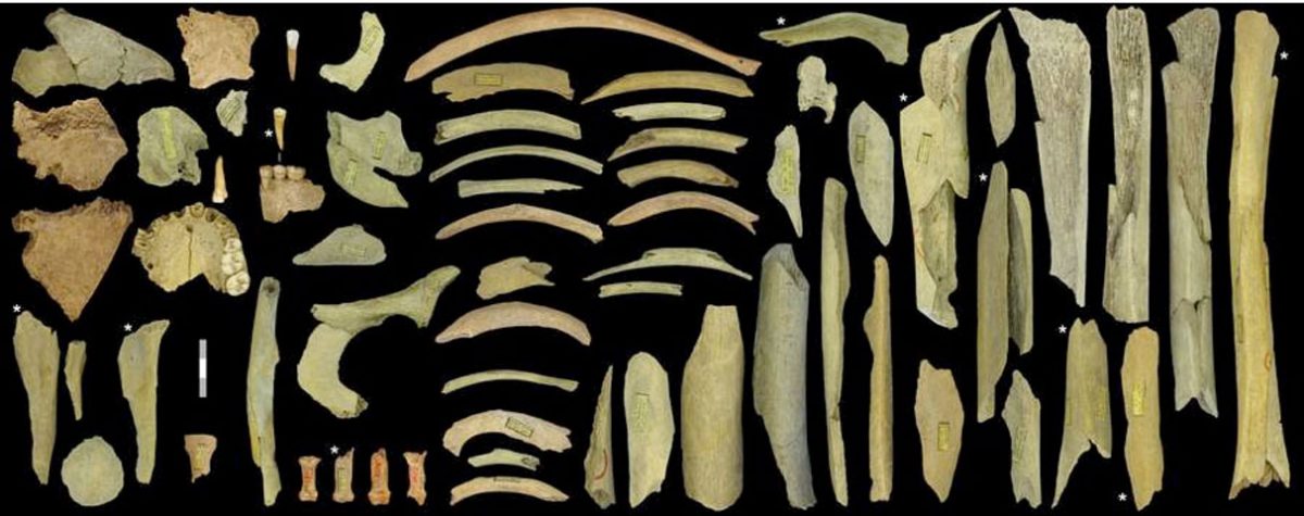 Σκελετικά κατάλοιπα από το σπήλαιο Γκογιέ, που ανήκουν σε τουλάχιστον πέντε άτομα. Τα τμήματα οστών που επισημαίνονται με αστερίσκο είναι ηλικίας 40.000-45.000 ετών (φωτ. Royal Belgian Institute of Natural Sciences).