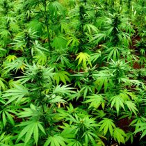 Ο «Δρόμος της κάνναβης» προηγήθηκε του «Δρόμου του μεταξιού»