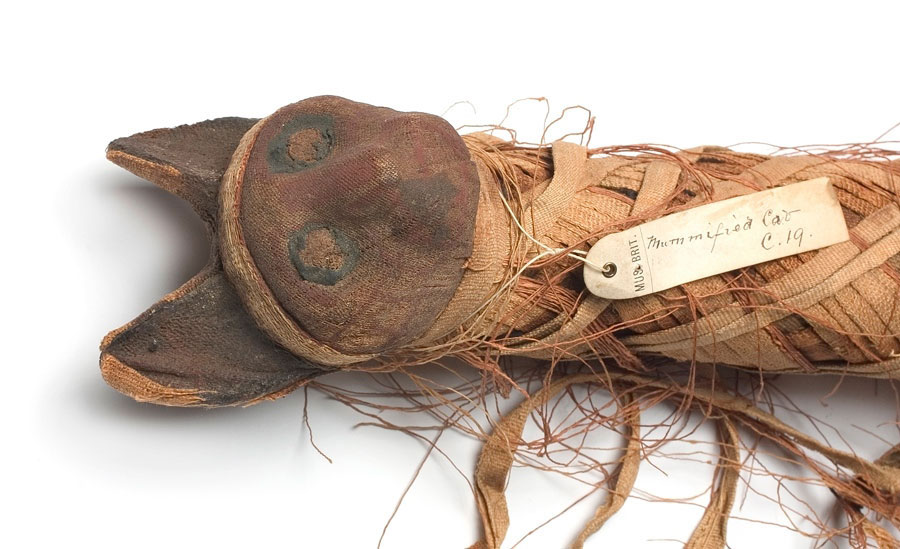 Πώς οι γάτες κατέκτησαν τον κόσμο