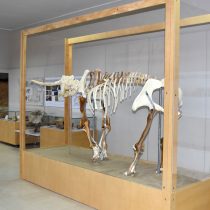 Τρισδιάστατος ο ελέφαντας της Τήλου