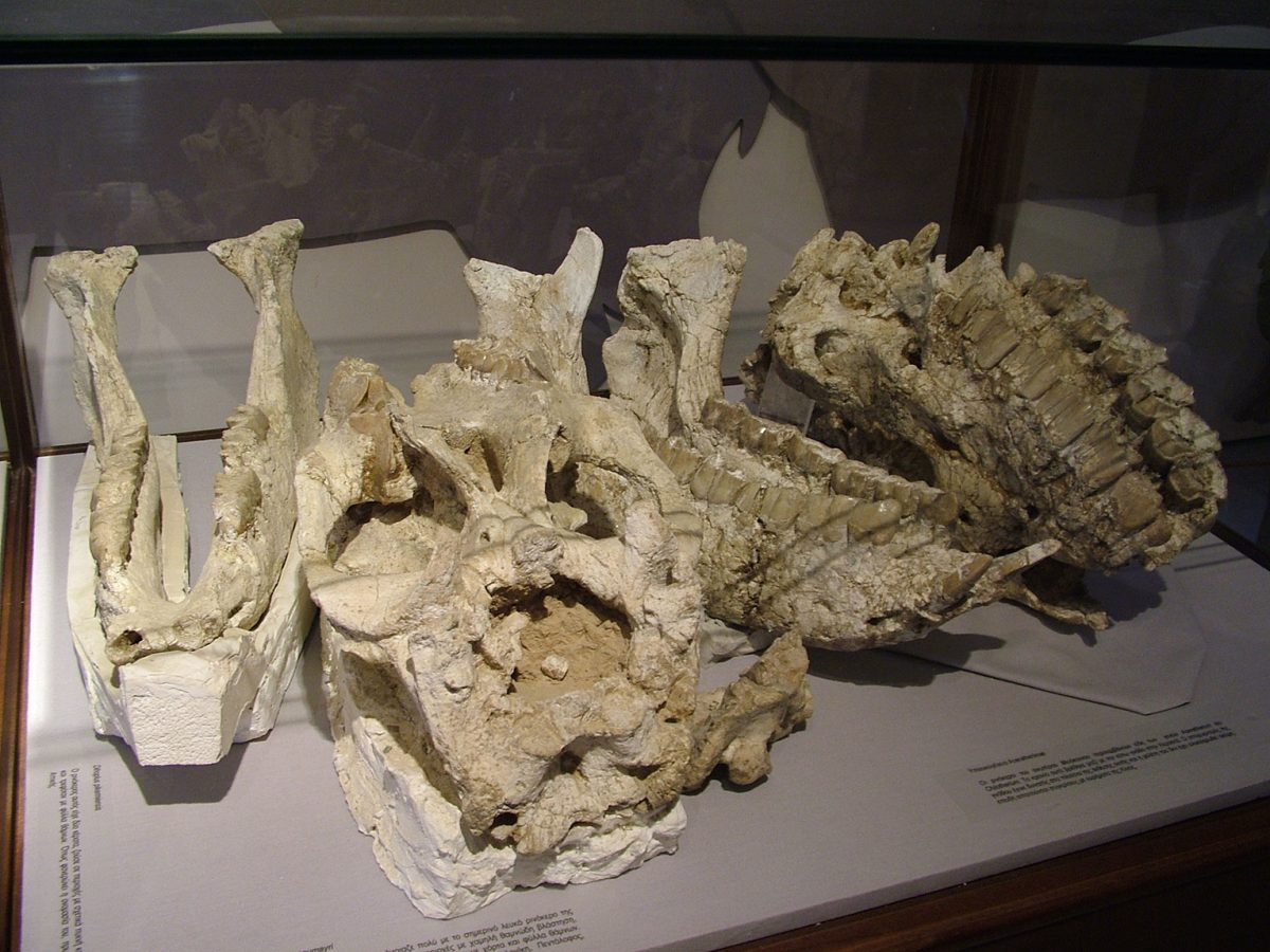 Άποψη της έκθεσης στο Μουσείο Απολιθωμάτων Θηλαστικών στην Κερασιά (φωτ. ΑΠΕ-ΜΠΕ).