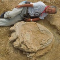 Βρέθηκε απολίθωμα γιγάντιας πατημασιάς δεινόσαυρου