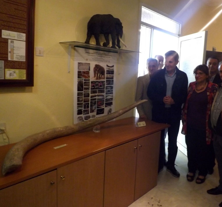 Καλίνδοια: Μοναδικός ο χαυλιόδοντας του Μαμούθ του Νότου