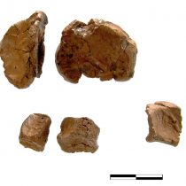 Διοικητική ιεραρχία και συνεργατικότητα στη μινωική νεοανακτορική περίοδο