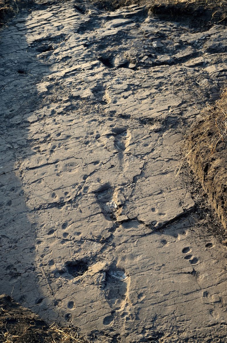 Απολιθωμένες πατημασιές ηλικίας 3,7 εκατ. ετών. Φωτ.: Raffaella Pellizzon.