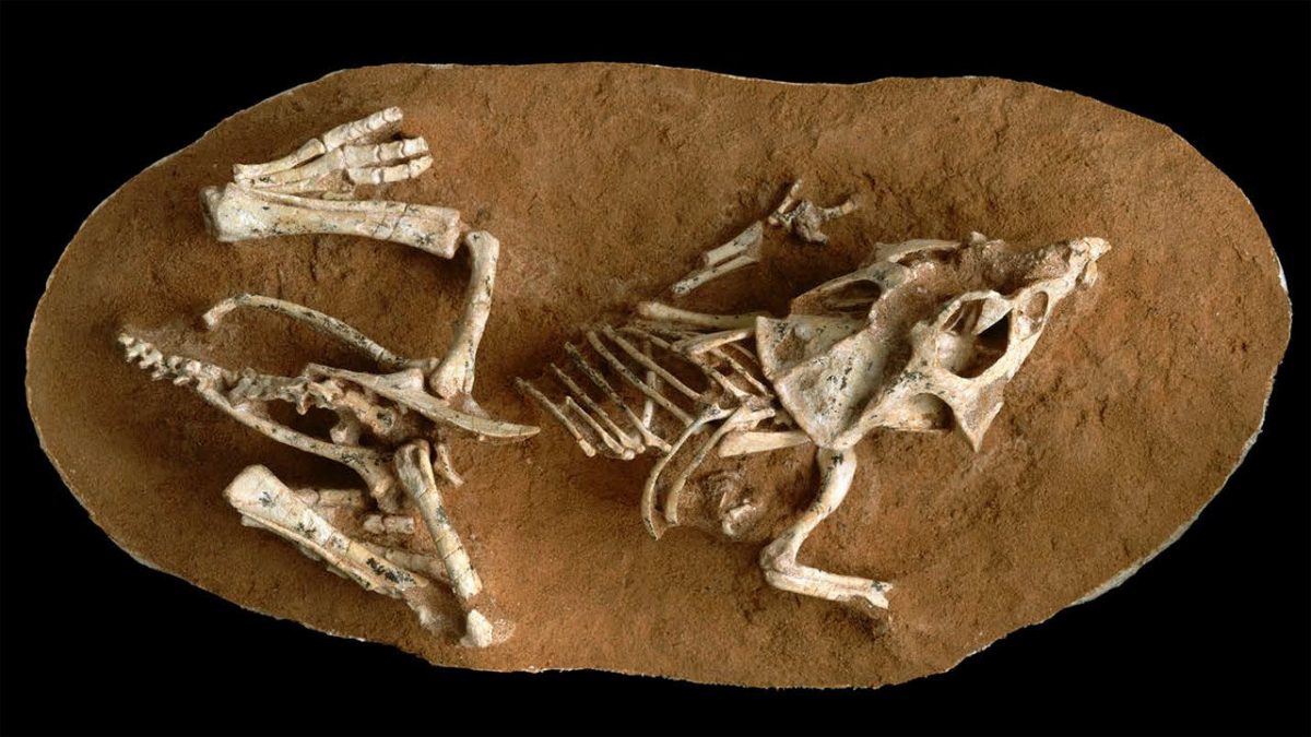 Απολίθωμα δεινοσαύρου που μόλις βγήκε από το αυγό του. Φωτ.: M. Ellison/American Museum of Natural History.