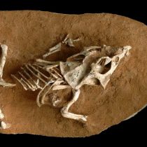 Έρευνα ρίχνει φως στην πολύπλοκη εμβρυολογία των δεινοσαύρων