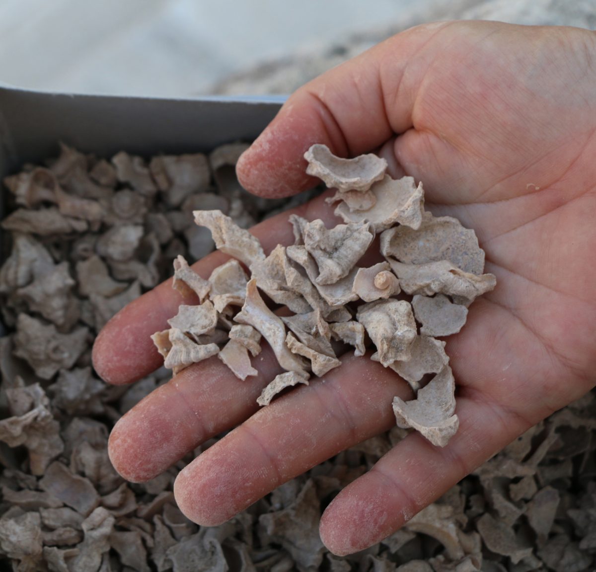 Θρυμματισμένα κοχύλια πορφύρας που οδηγούν στο συμπέρασμα ότι στην αρχαία Πάφο γινόταν παραγωγή της εξαιρετικά πολύτιμης χρωστικής ουσίας, της πορφύρας (φωτ. Τμήμα Αρχαιοτήτων Κύπρου). 