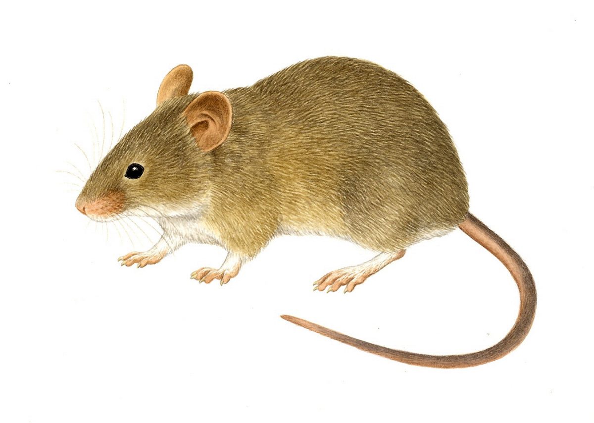Η συμβίωση των ποντικιών με τους ανθρώπους ήδη από την εποχή των κυνηγών-τροφοσυλλεκτών τα καθιστά πιθανώς τα πρώτα «κατοικίδια» ζώα.