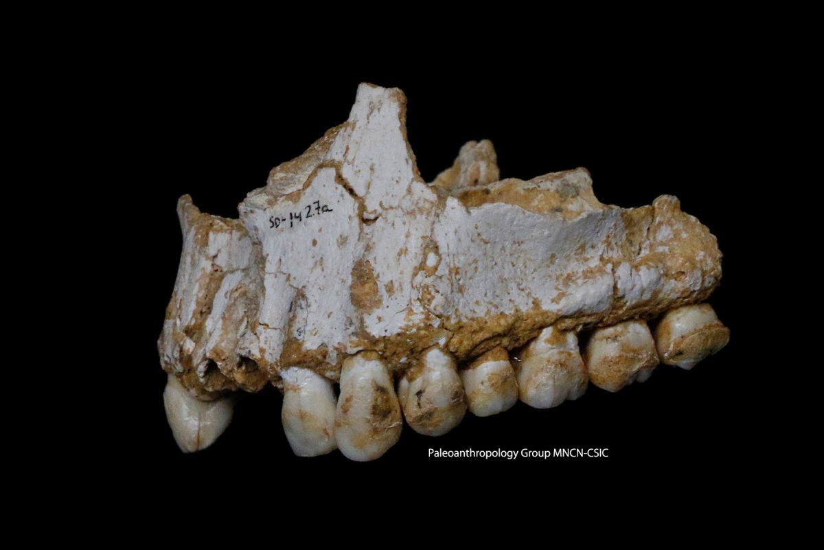 Η μελέτη βασίστηκε στην ανάλυση αρχαίου DNA που βρέθηκε στην τρυγία (πέτρα) της οδοντοστοιχίας τεσσάρων Νεάντερταλ (φωτ.: Paleoanthropology Group MNCN-CSIC).