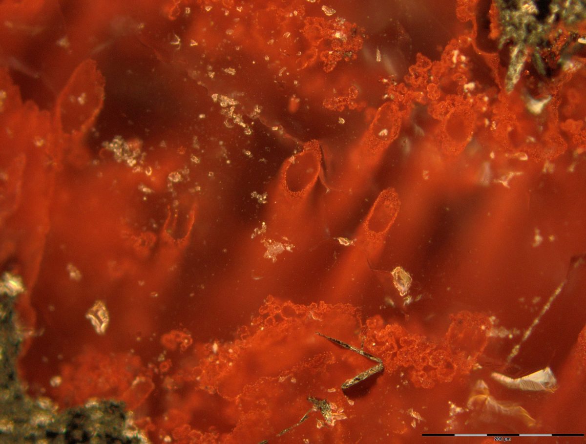 Είναι αυτοί οι αρχαιότεροι μικροοργανισμοί στη Γη; (φωτ.: Matthew Dodd).