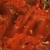 Τα αρχαιότερα απολιθώματα μικροοργανισμών στη Γη βρέθηκαν στον Καναδά;