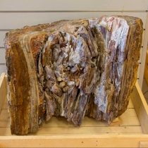 Νέα ευρήματα από το «Δάσος κάτω από τον Δρόμο»