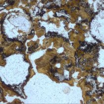 Οι αρχαιότερες ενδείξεις μικροβιακής ζωής στην ξηρά