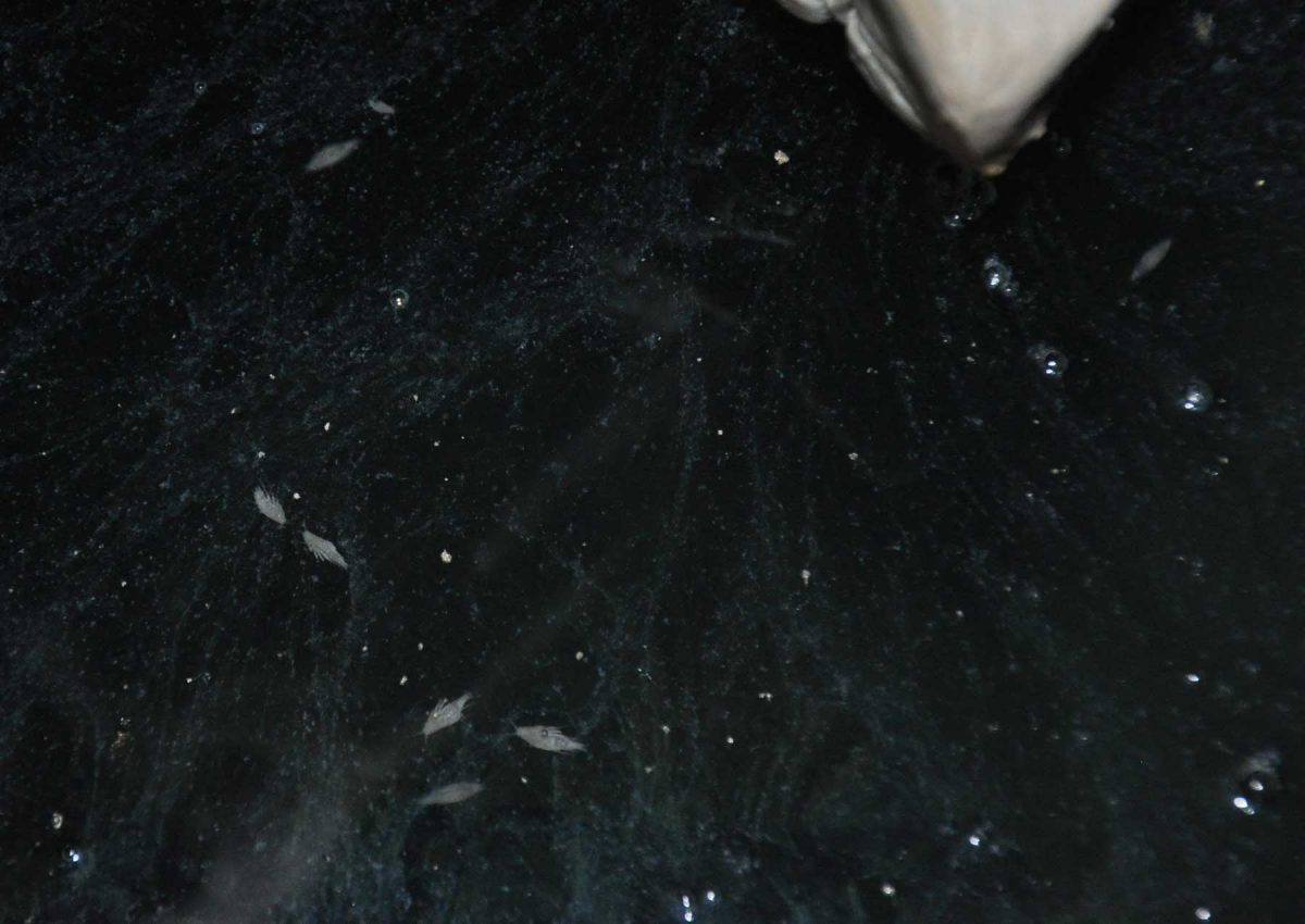 Αμφίποδα του γένους Niphargus, στο σπήλαιο Μελισσότρυπα της Ελασσόνας (φωτ. Μουσείο Φυσικής Ιστορίας Βόλου).