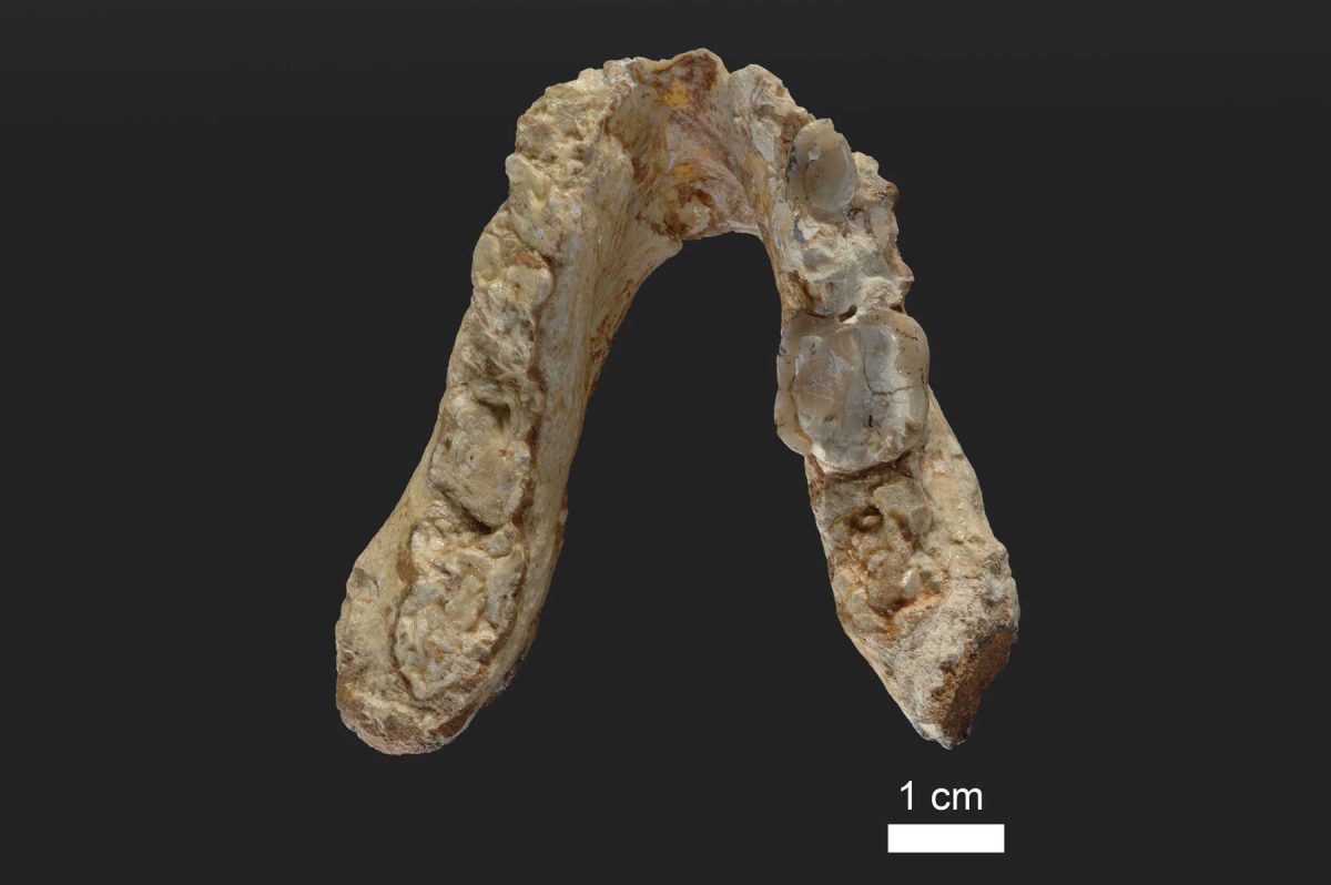 Η κάτω γνάθος του Γκρεκοπίθηκου που βρέθηκε στην Αττική. Φωτ.: Wolfgang Gerber - University of Toronto.