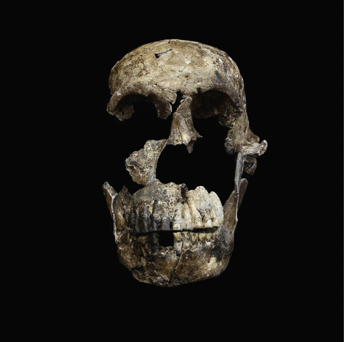 Κρανίο Homo naledi. Πηγή: John Hawks-University of Wisconsin-Madison.