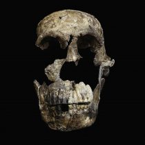 Βρέθηκαν νέα απολιθώματα του Homo naledi στη Νότια Αφρική