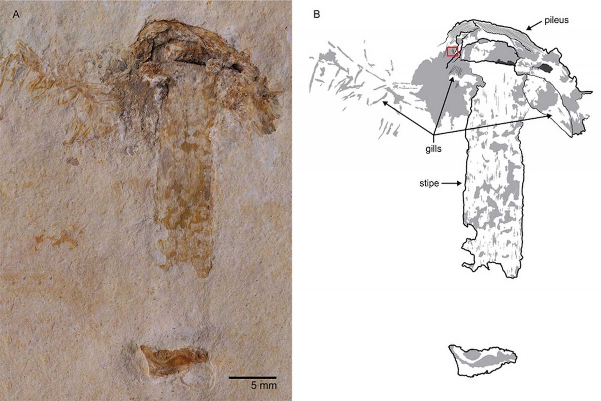 Το αρχαιότερο απολίθωμα μανιταριού εντοπίστηκε στη βορειοανατολική Βραζιλία (φωτ.: Sam Heads et al – PLoS One).