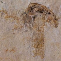 Το αρχαιότερο απολίθωμα μανιταριού