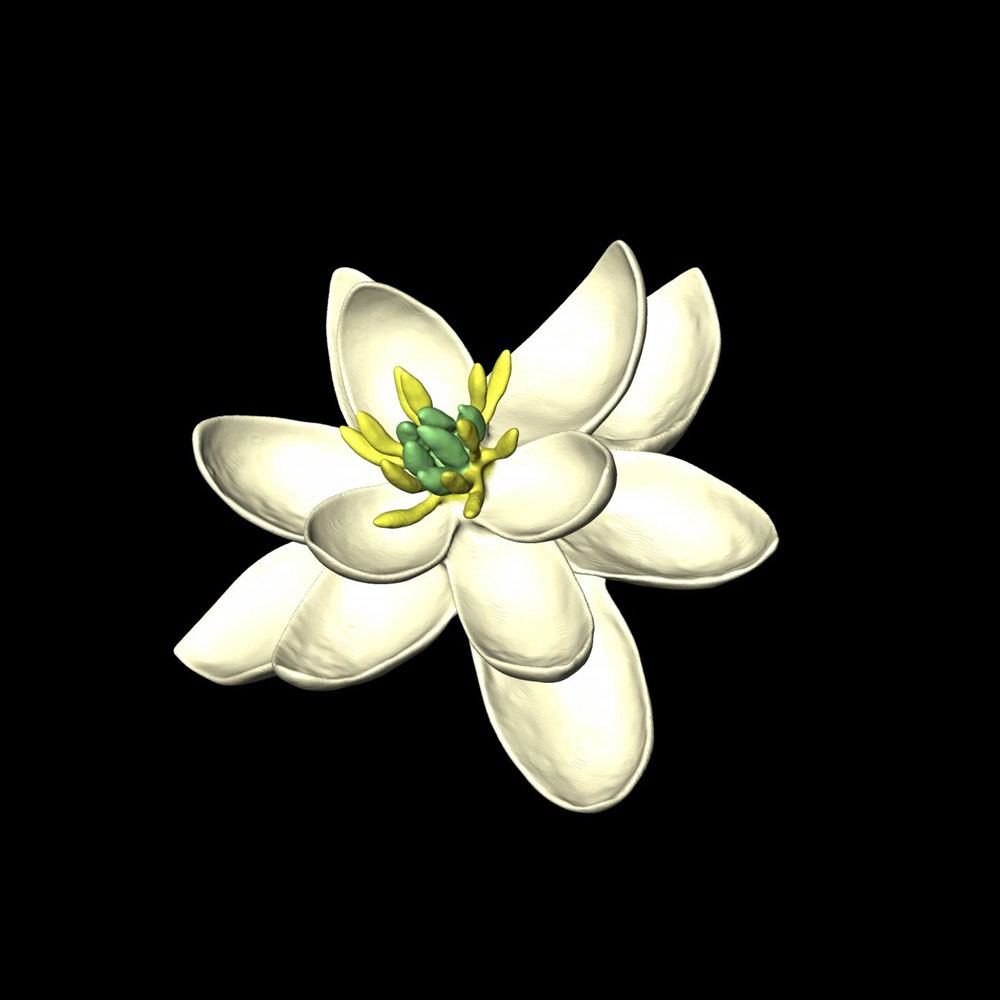 Πώς μπορεί να ήταν το πρώτο λουλούδι της Γης;