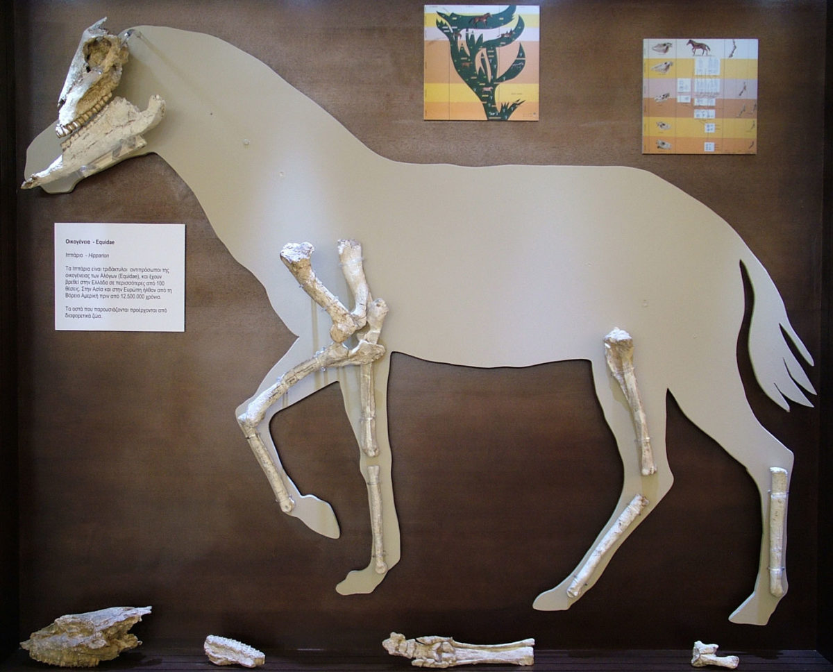 Αναπαράσταση ιππαρίου με οστά που βρέθηκαν στην Κερασιά (φωτ.: Αρχείο Γ. Θεοδώρου / ΑΠΕ-ΜΠΕ).