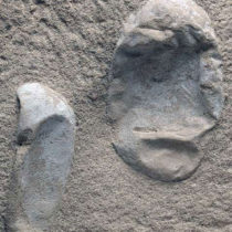 Βρέθηκαν στην Κίνα 215 απολιθωμένα αυγά πτερόσαυρων