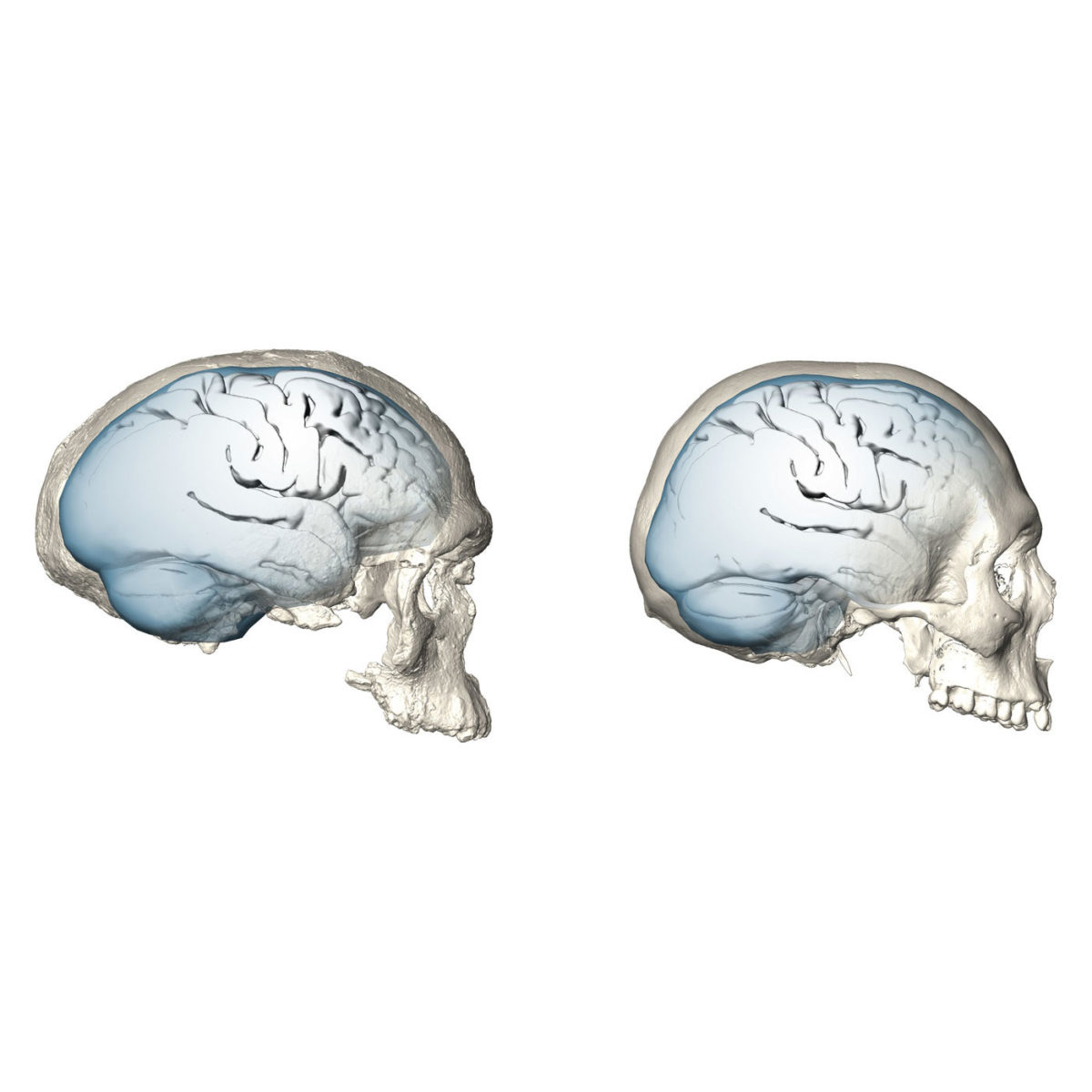 Η εξέλιξη του σχήματος του εγκεφάλου από τον Ηomo sapiens (αριστερά) στον σύγχρονο άνθρωπο. Φωτ.: © MPI EVA/ S. Neubauer, Ph. Gunz (License: CC-BY-SA 4.0)