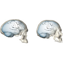 Το σχήμα του ανθρώπινου εγκεφάλου εξελίχθηκε σταδιακά