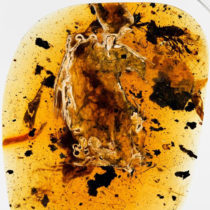 Βρέθηκε προϊστορικό πουλί παγιδευμένο σε κεχριμπάρι